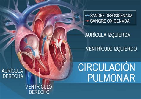 ¿a Qué Se Llama Circulación Pulmonar ¿en Qué Consiste Pacientes En Red