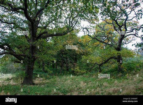 Valley Oak Trees Hi Res Stock Photography And Images Alamy