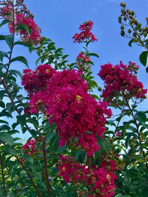 Growing indica crepe myrtle in pots is perfectly possible, especially where winters are harsh, so that you can bring them in and protect them in winter. Crepe Myrtle | Crepe myrtle, Myrtle, Plants