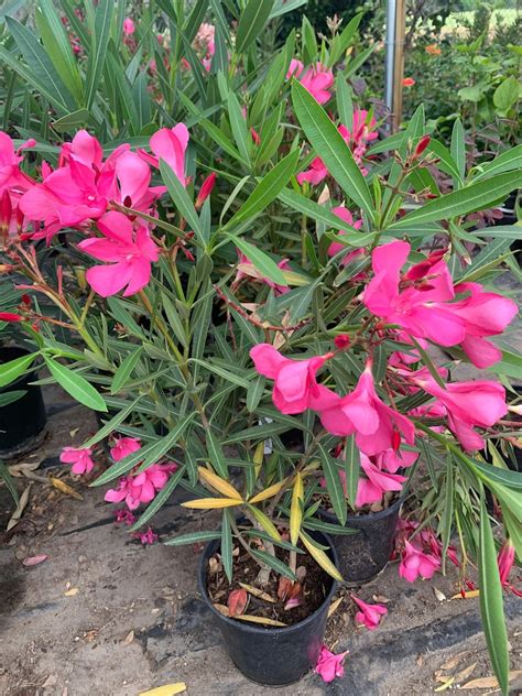 Nerium Oleander Hardy Pink 1 Live Plant Ship In 6 Pot Etsy