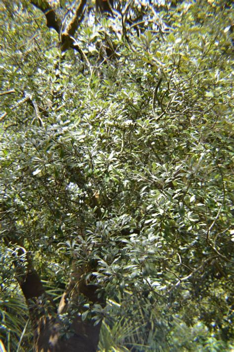 Pittosporum Crassifolium Variegatum