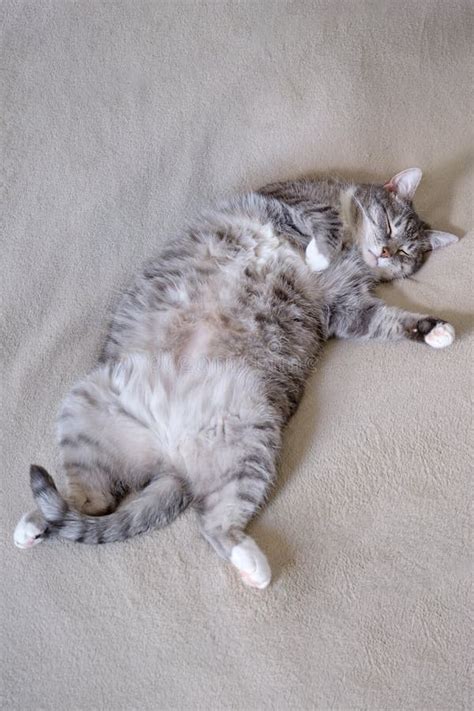 Grey Fat Cat Lying On The Sofa Belly Up Grey Pet On Bed Stock Photo