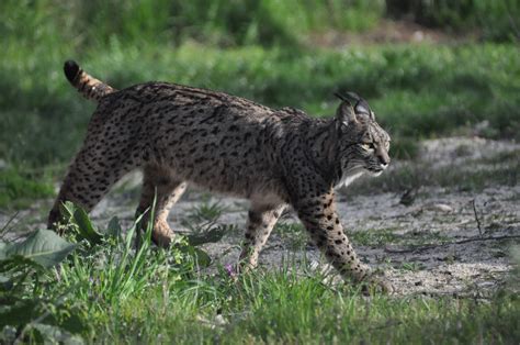 Photo Month Feature The Elusive Iberian Lynx Species360