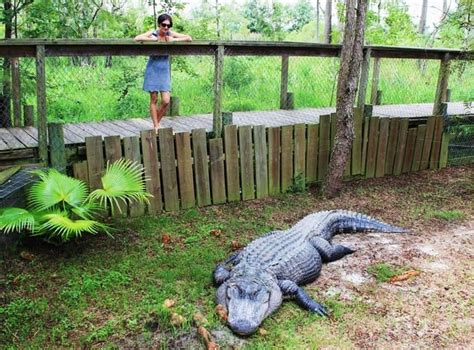 Talk with the boat captains and the people working the marinas and the parasail experts to get more knowledge about water activities. Summerdale Alligator Farm Review | Vegan Runner Eats