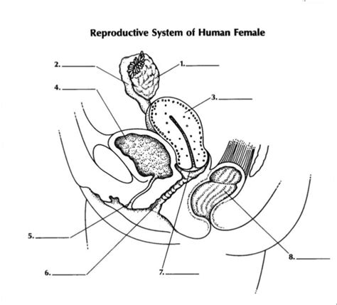 female reproductive system diagram quizlet