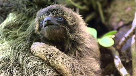 Baby Pygmy Sloth Clings To Mom Nature On Pbs Youtube