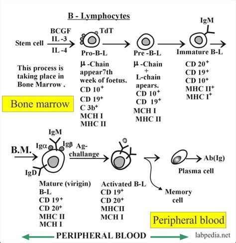 Chapter 8 Specific Immune Cells B And T Lymphocytes Nk Cell Null