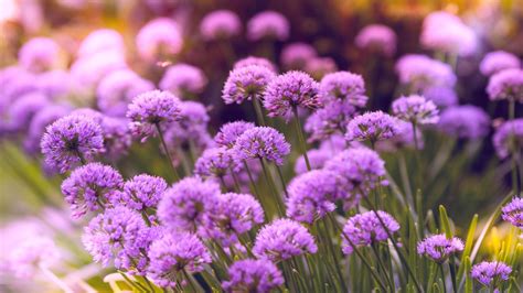 1920x1080 Purple Flowers 5k Laptop Full Hd 1080p Hd 4k