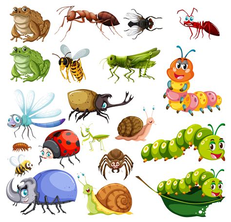 Different Types Of Insects 297589 Vector Art At Vecteezy
