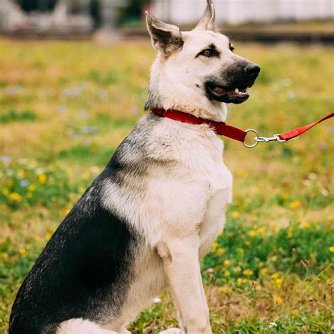 List 93 Pictures White German Shepherd Mixed With Black And Tan German