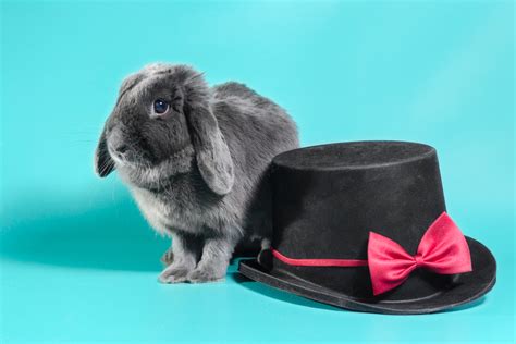 Holland Lop Lifespan : How Long Do Holland Lops Live? 5 Best Tips To Increase Lifespan