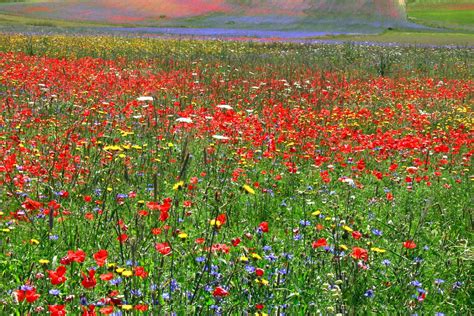 Colorful Fields Of Flowers Are In Full Bloom In Italy Simplemost