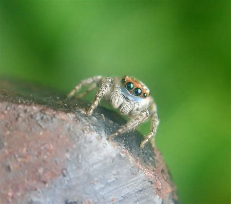 entomology - Identification of Jumping Spider Species - Biology Stack ...