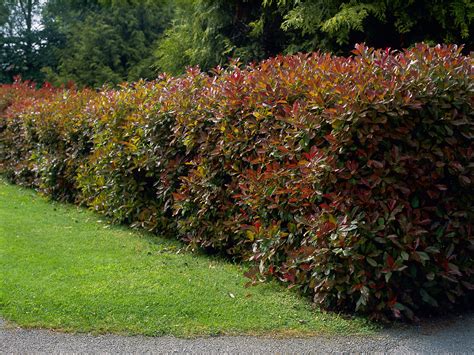 How To Grow Red Tip Photinia Red Tip Photinia Shade Garden Plants