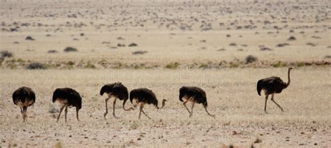 Outback Emus Stock Photo Image Of Outback Colour Australia 10446586