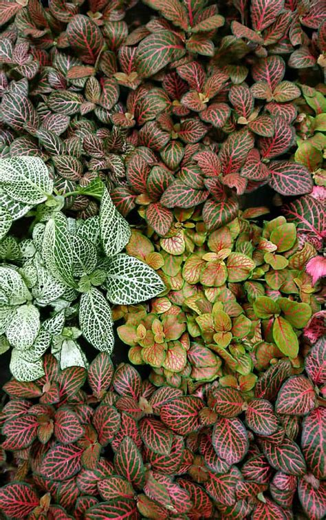 Fittonia Nerve Plant Guide Our House Plants