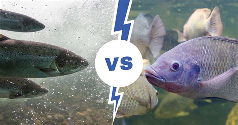The Ultimate Fish Showdown Salmon Vs Tilapia Fishing Looker