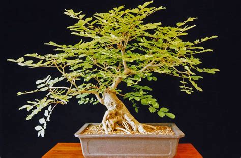 Care Guide For The Ash Bonsai Tree Fraxinus