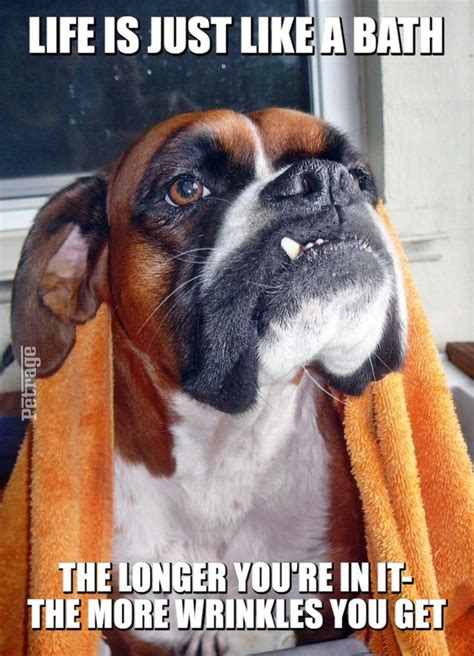 Sarcastic Boxer Dog Bath Meme Boxer Dogs Boxer Dogs Funny Funny Dog