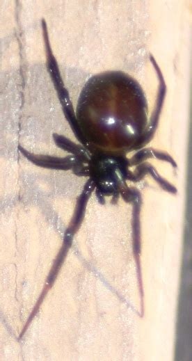 There are many myths surrounding black widow spider, and today we will. Cavechat.org • View topic - Cave Spiders