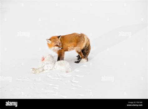 Red Fox Vulpes Vulpes Eating An Arctic Fox Alopex Lagopus It Killed
