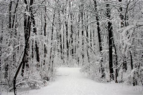 Snow Covered Forest A Photo From Maryland South Trekearth