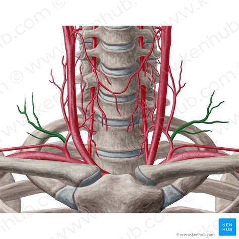 Transverse Cervical Artery Arteria Transversa Colli Kenhub