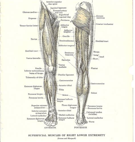 Leg Muscles Diagram Free Large Images