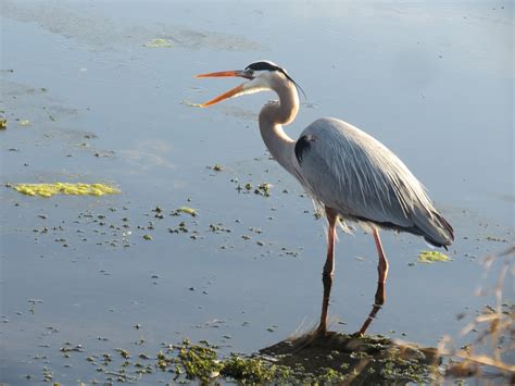 I'm one that loves them, so earlier this week while thinking about the big feast, i decided to research how cranberries were grown. Viewing nature with Eileen: Saturday's Critters #170