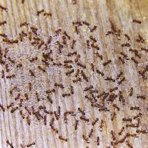 What Do Ants Eat · Extermpro
