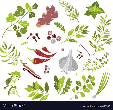 Different Herbs And Spices Royalty Free Vector Image