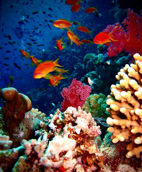 Fish Corals Aquarium Reef Hd Phone Wallpaper Peakpx