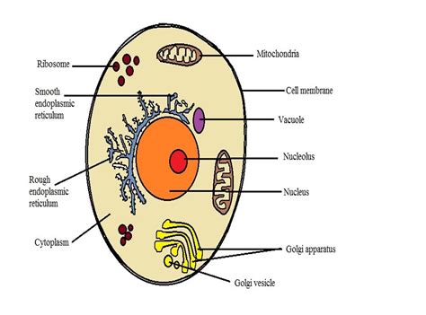 Animal cells are mostly round and irregular in shape while plant cells have fixed, rectangular shapes. What are the differences between a plant cell and an ...