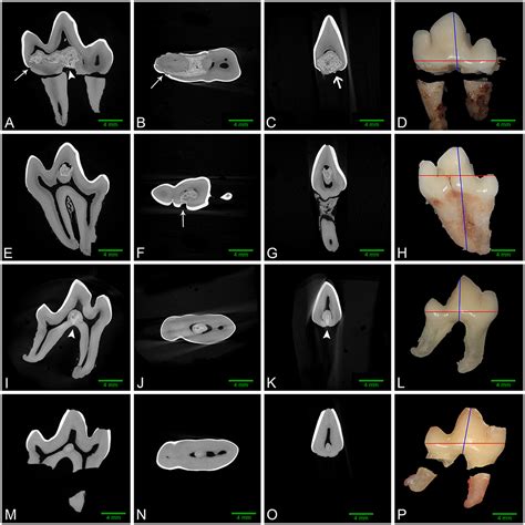 Top 125 Animals With Carnassial Teeth