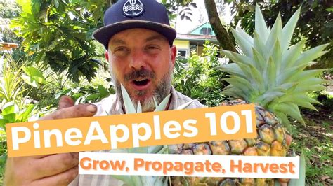 Pineapples 101 Everything You Need To Grow The Best Pineapples Ever
