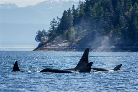 Reasons To Love Vancouver Island In Summer 1 Orcas Anne Mckinnell