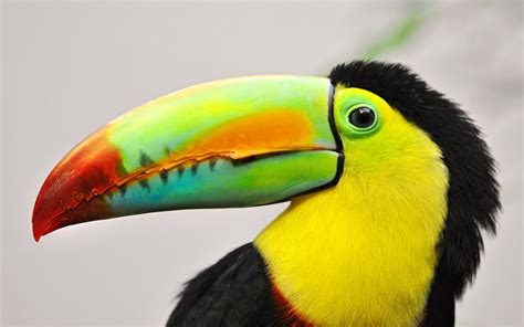 How The Kingdom Of Toucan Was Sold Down The River By An Incompetent