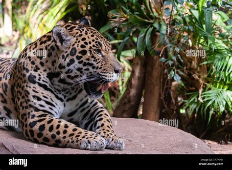 A Jaguar Panthera Onca Resting On A Rock Looking Across The Frame To