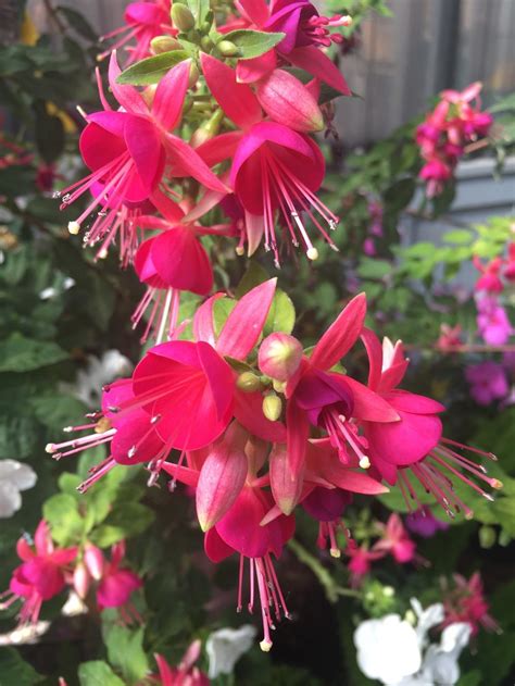 Fuchsias Plant Care And Collection Of Varieties