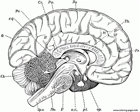 Brain Anatomy Coloring Page Printable