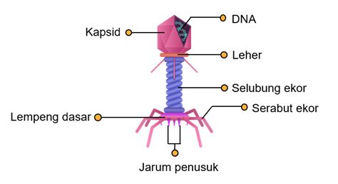 Perhatikan Diagram Sintesis Protein Dari Diagram Di A Vrogue Co