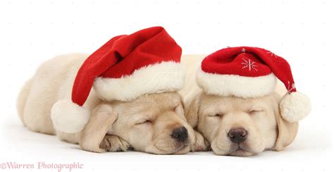 Dogs Sleeping Yellow Labrador Pups Wearing Santa Hats Photo Wp33542