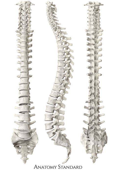Curvature Of The Spine Faqs About Flatback Syndrome Each Of These