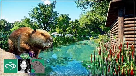 🐘 Building A Natural Beaver River And Beaver Dam Habitat In City Zoo