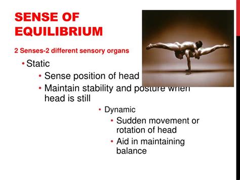 Ppt Sense Of Hearing And Equilibrium Powerpoint Presentation Id2242920