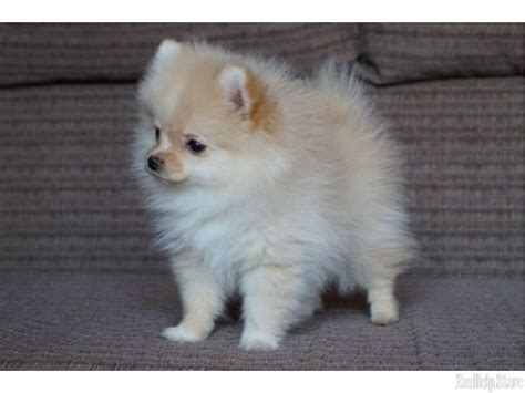 Each week a puppy topic is puppy kindergarten class. Pomeranian Puppy For Sale Near Me Cheap