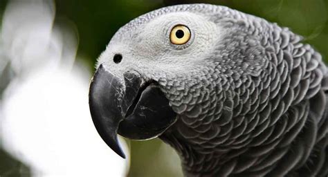 African Grey Parrot Lifespan How Long Do Parrots Live