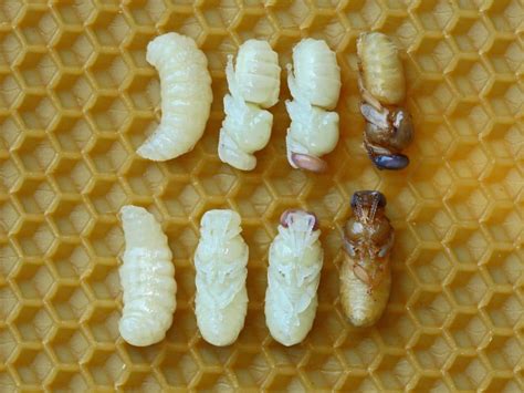 Honey Bee Life Cycle