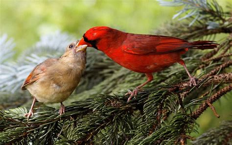 Red Bird Wallpapers Wallpaper Cave