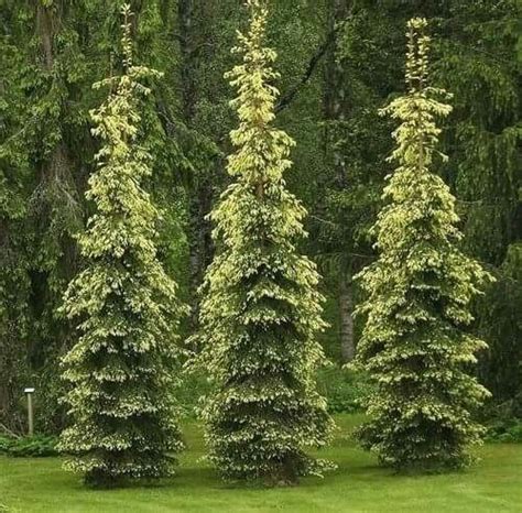 Picea Abies Kultasurukusi Conifers Garden Evergreen Garden